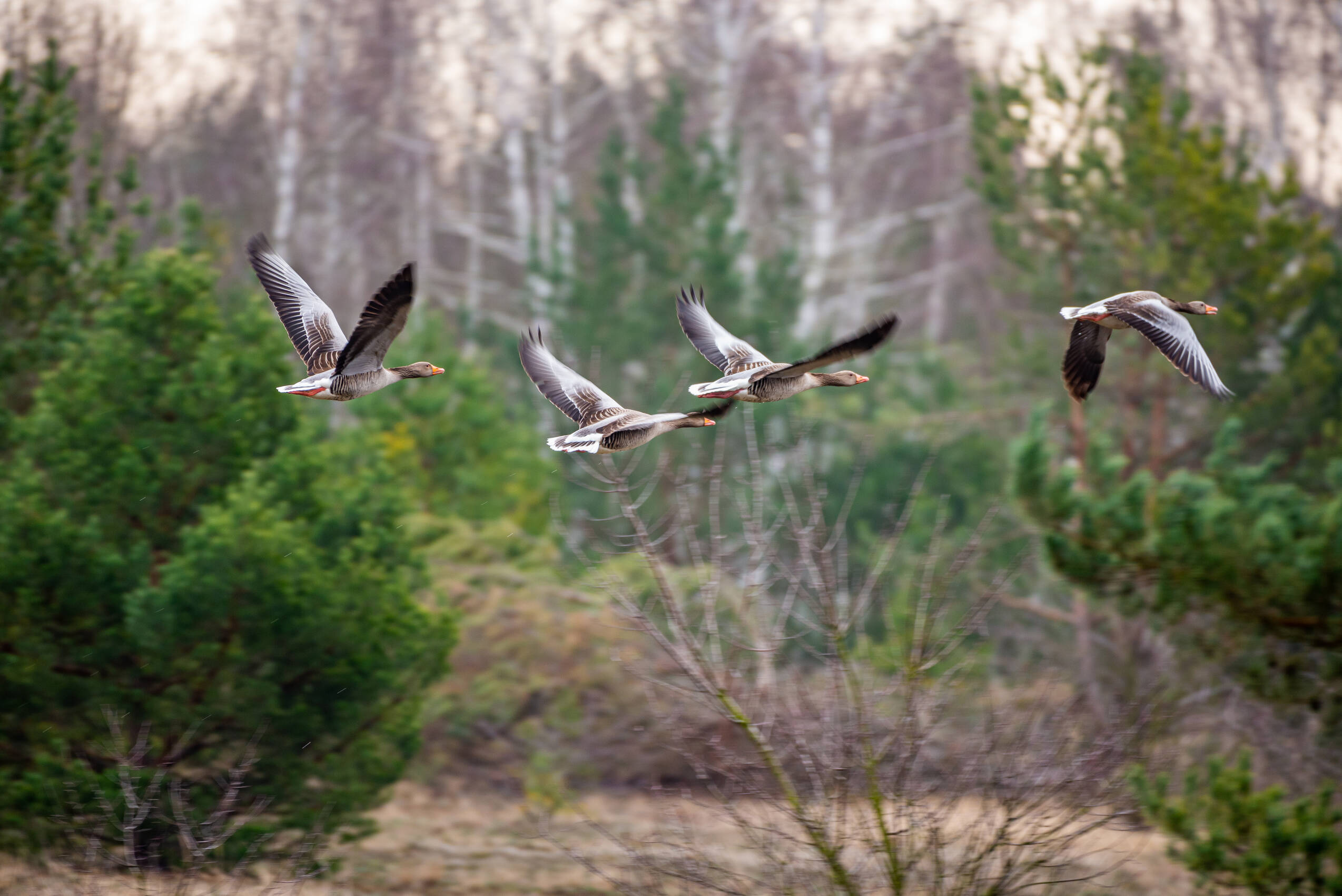 Fliegende Gänse Geisel 9778 Graugänse