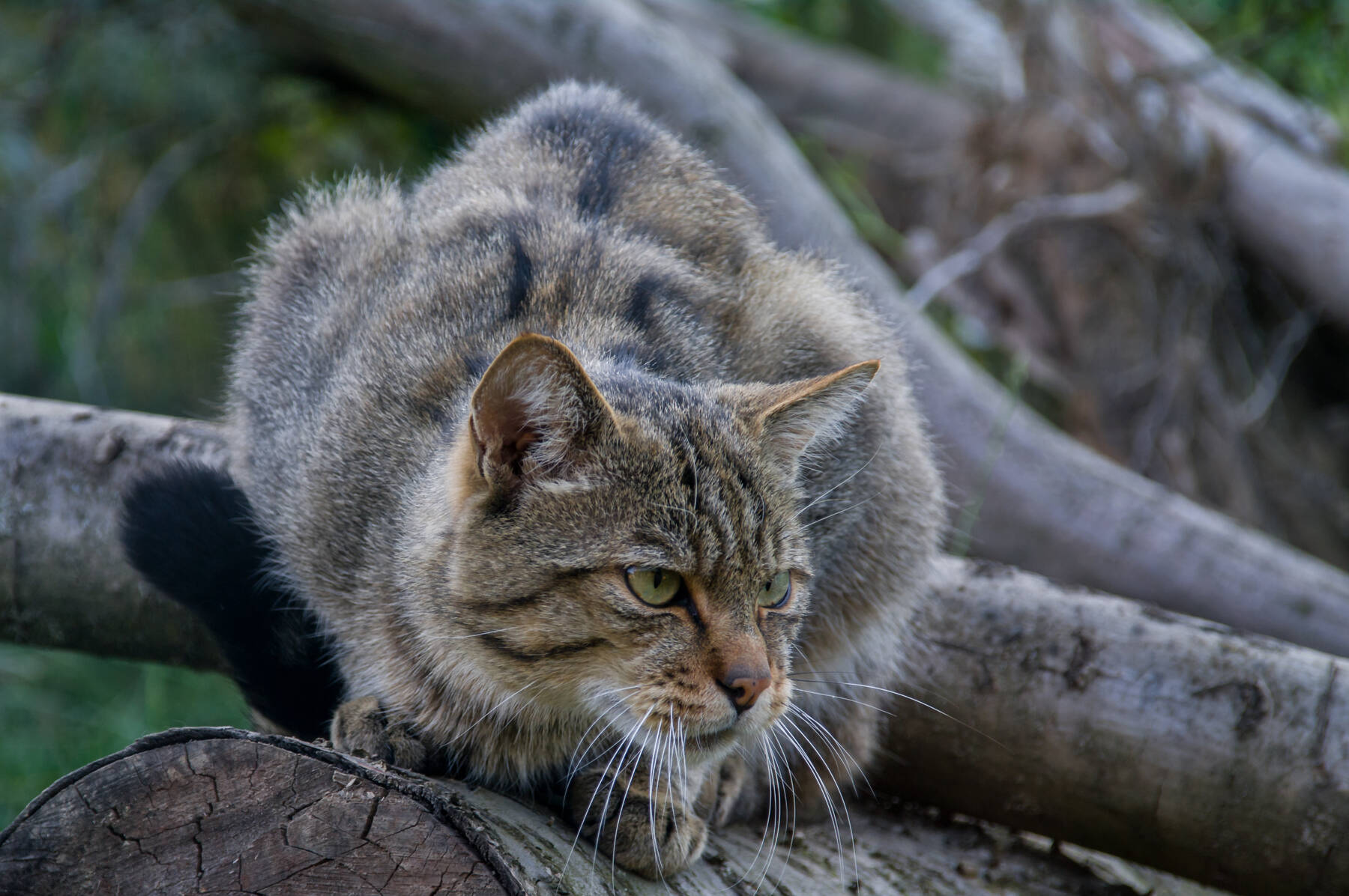 „Grumpy Cats“ - Wildkatze im Wildnisgebiet Jüterbog_© Dr. Tilo Geisel