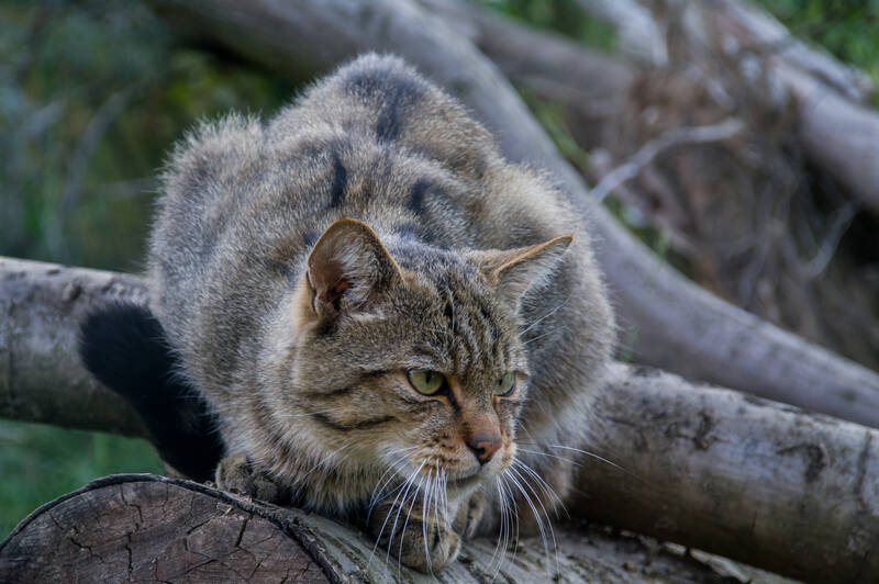 „Grumpy Cats“ - Wildkatze im Wildnisgebiet Jüterbog_© Dr. Tilo Geisel