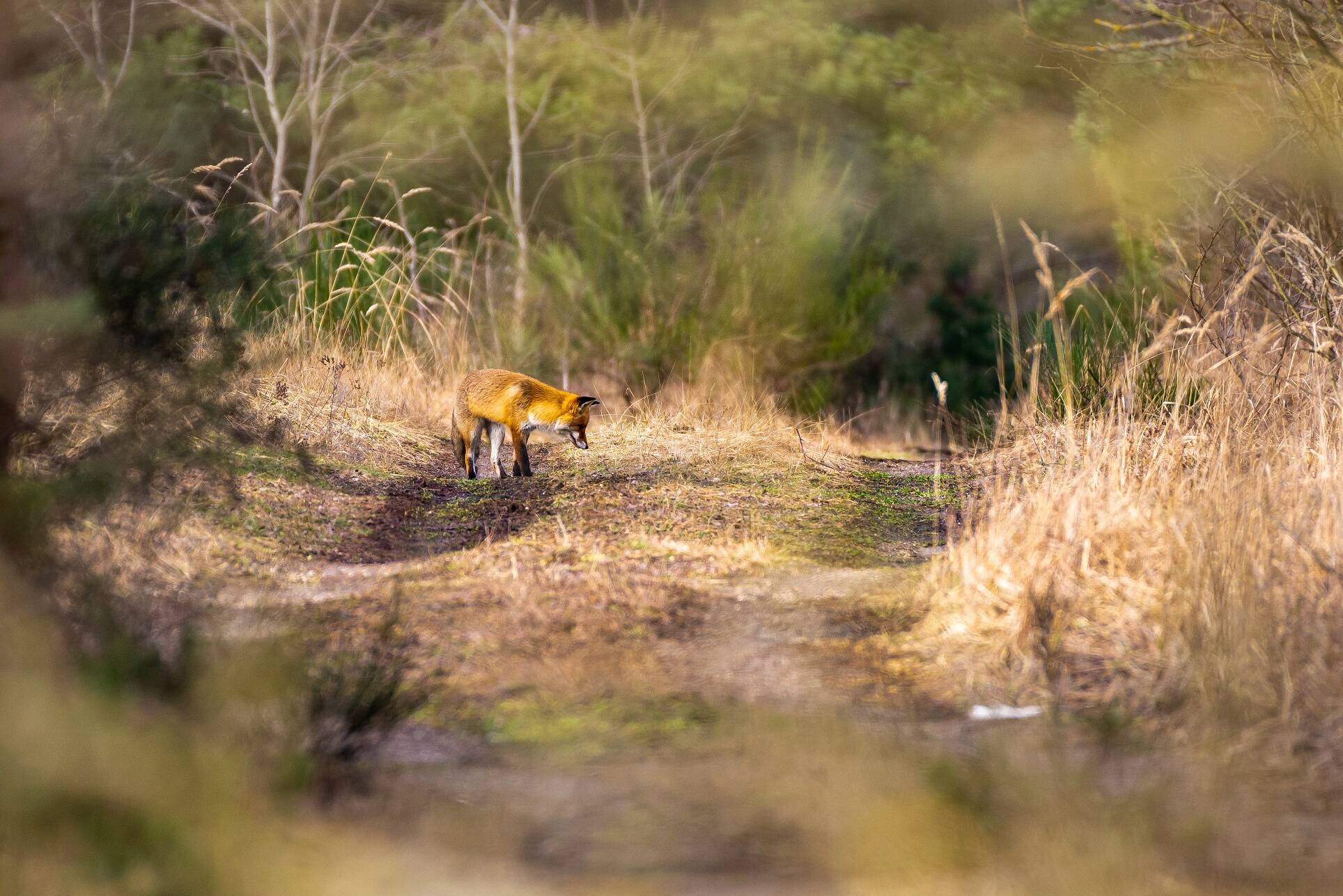 Fuchs im Wildnisgebiet der Stiftung Naturlandschaften Brandenburg